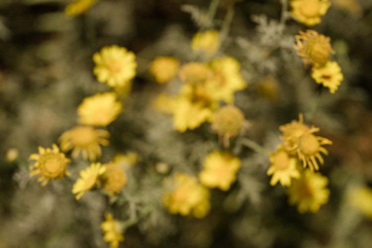 ARNICA, A MAGICAL HERB