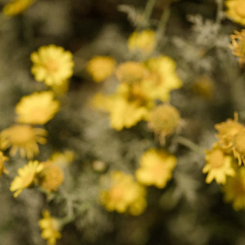 ARNICA, A MAGICAL HERB